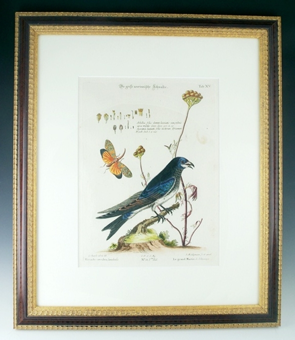 18th c. George Edwards Bird Engraving 