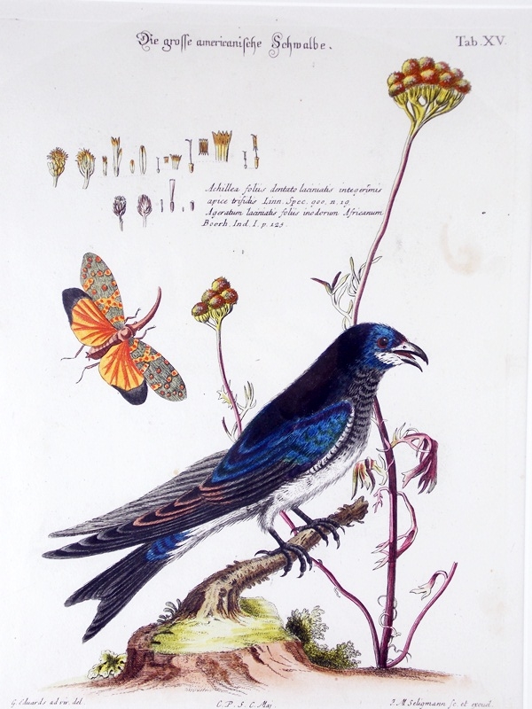 18th c. George Edwards Bird Engraving 