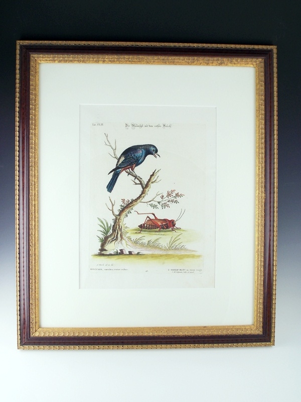 18th c. George Edwards Bird Engraving 