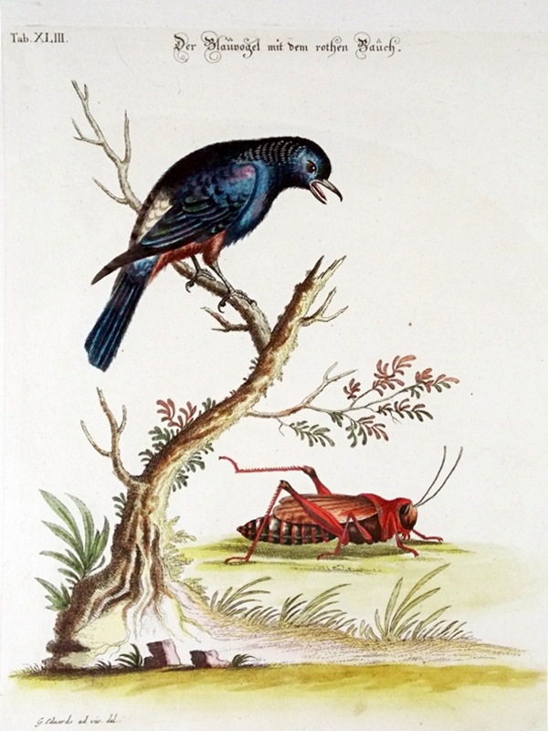 18th c. George Edwards Bird Engraving 