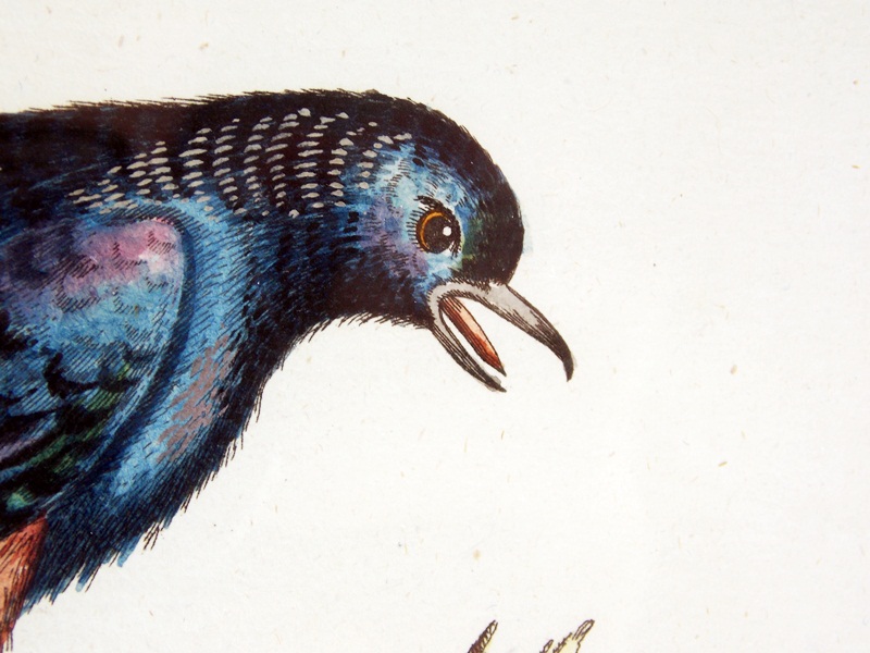 18th c. George Edwards Bird Engraving 