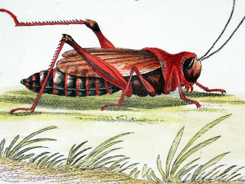 18th c. George Edwards Bird Engraving 