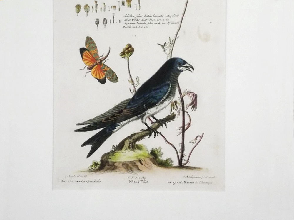 18th c. George Edwards Bird Engraving 