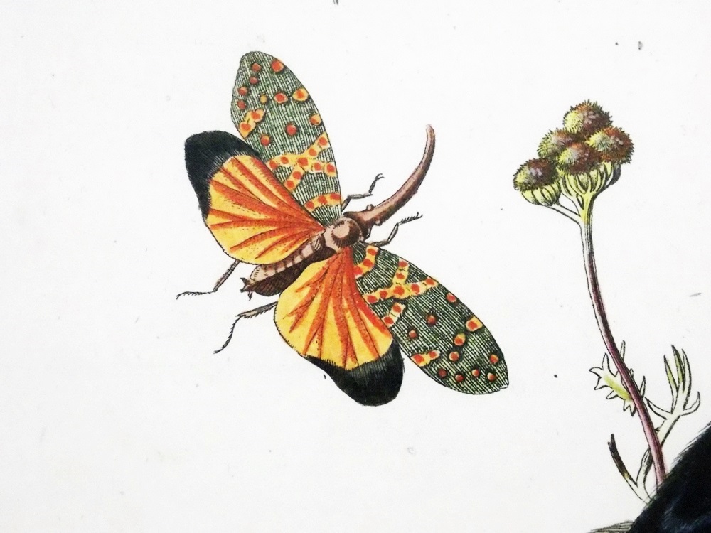 18th c. George Edwards Bird Engraving 