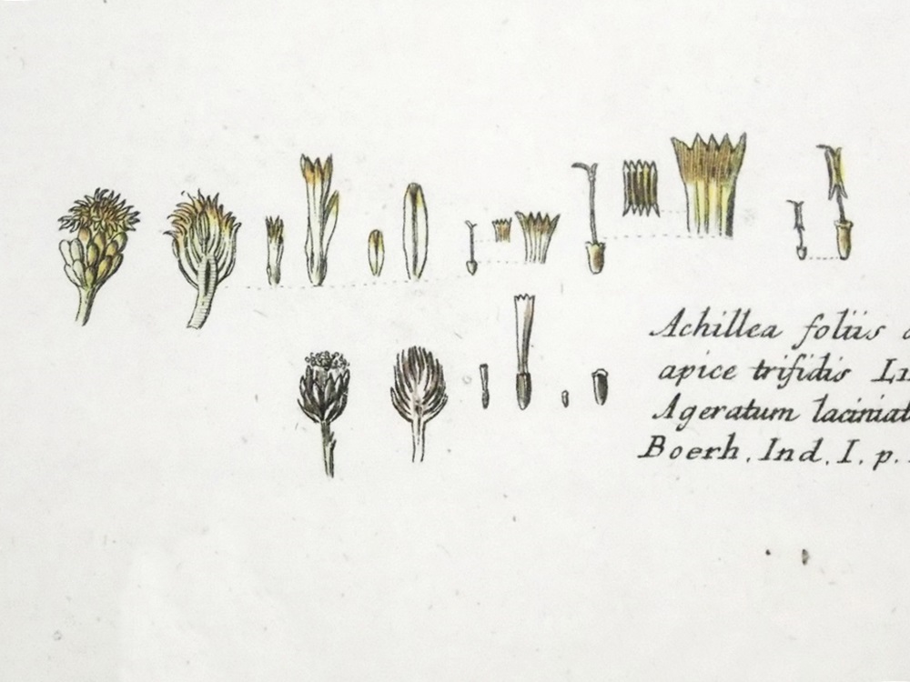 18th c. George Edwards Bird Engraving 