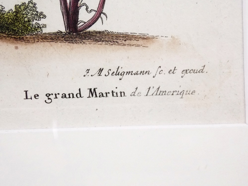 18th c. George Edwards Bird Engraving 