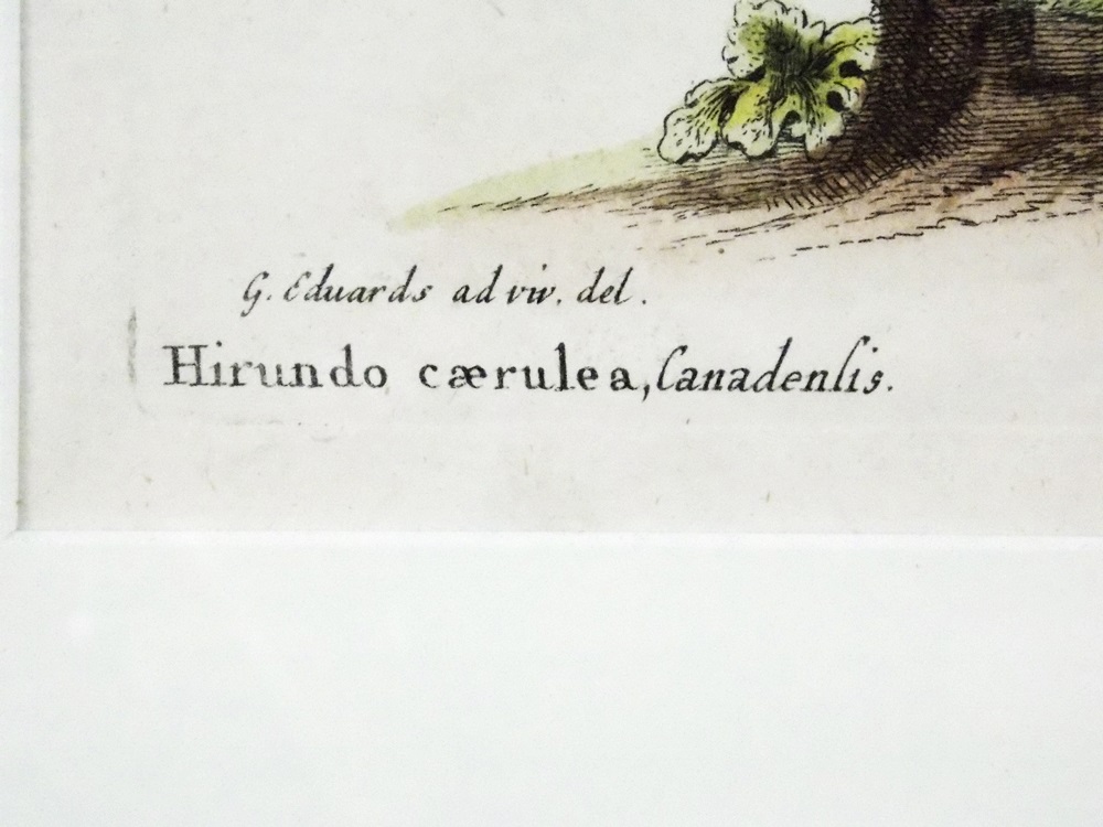 18th c. George Edwards Bird Engraving 