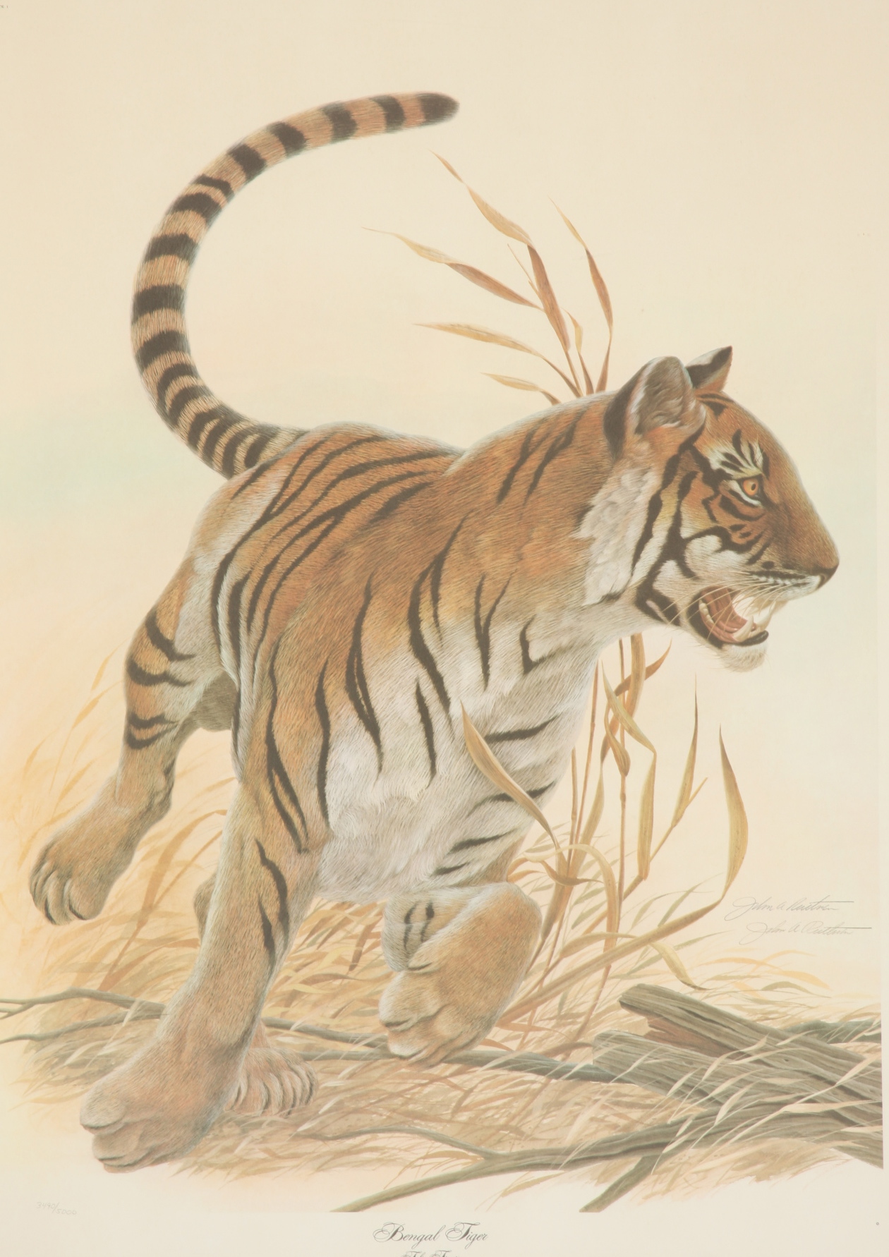 John Ruthven "Bengal Tiger"
