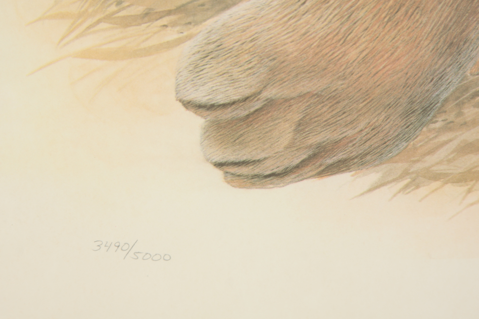 John Ruthven "Bengal Tiger"