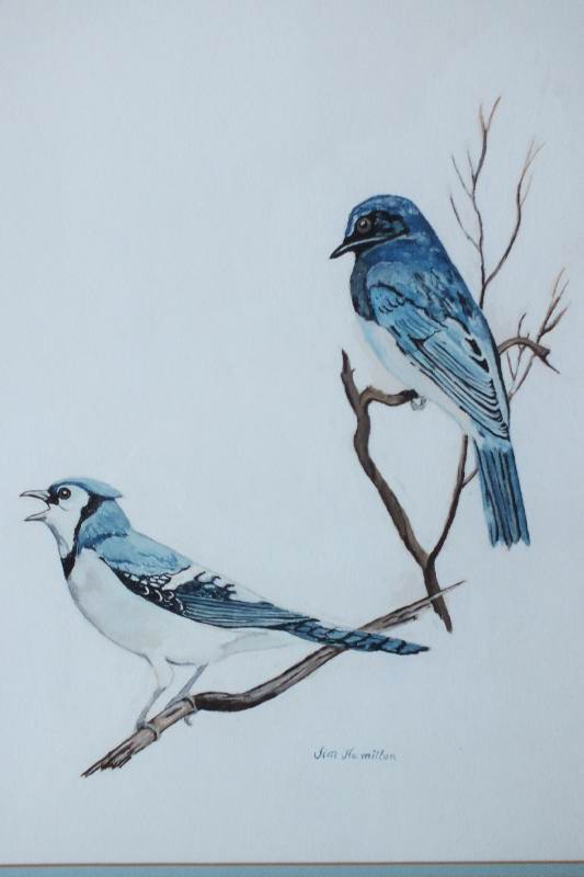 An original watercolor signed by artist, Jim Hamilton, which depicts blue jays on a branch