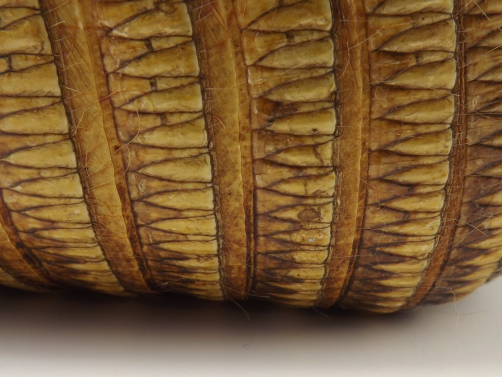 Preserved Armadillo Shell Basket