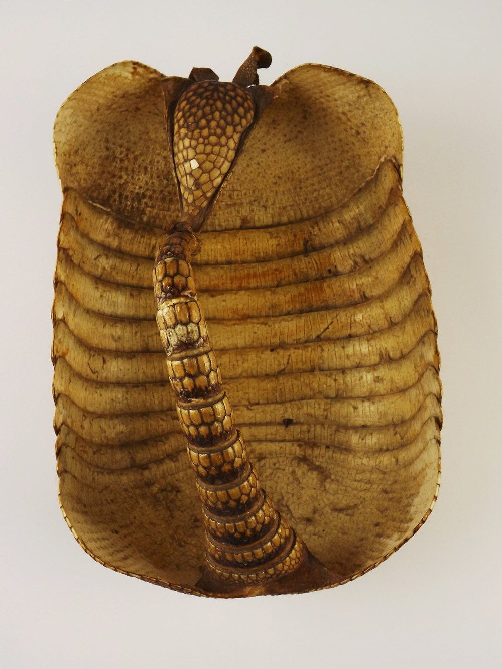 Preserved Armadillo Shell Basket
