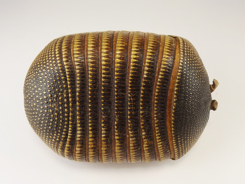Preserved Armadillo Shell Basket