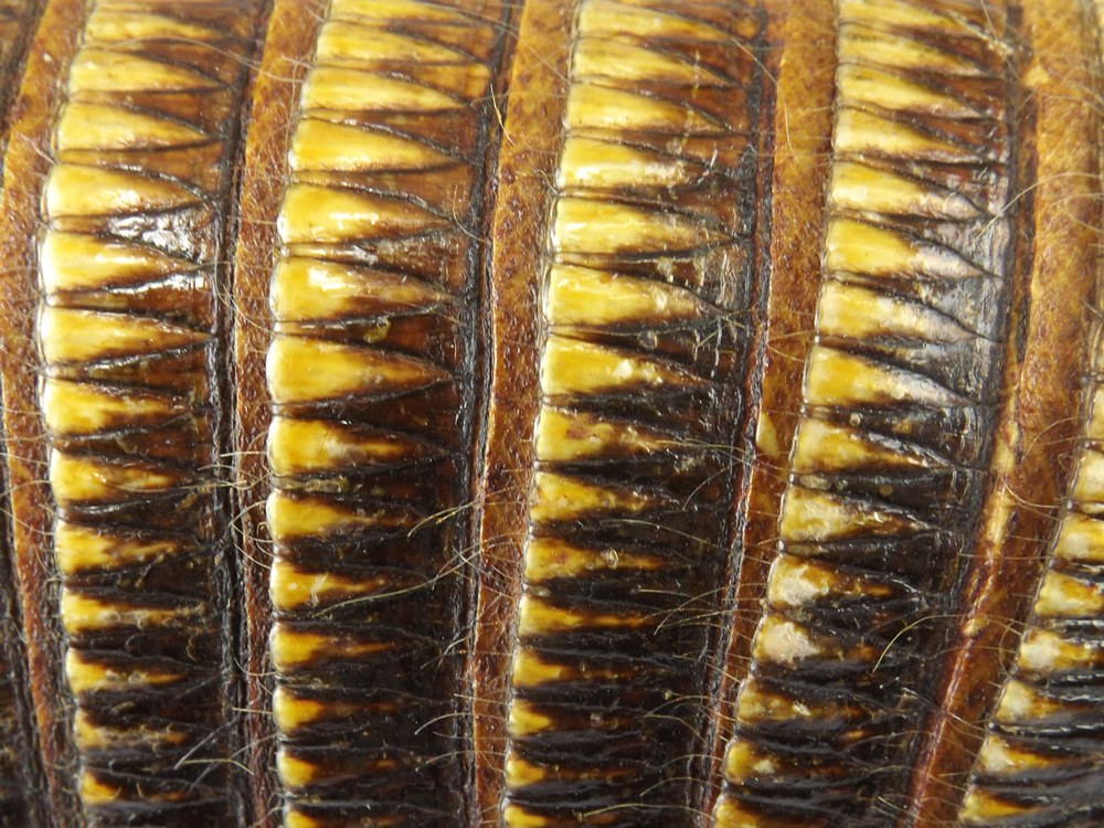 Preserved Armadillo Shell Basket