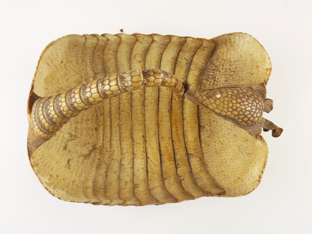Preserved Armadillo Shell Basket