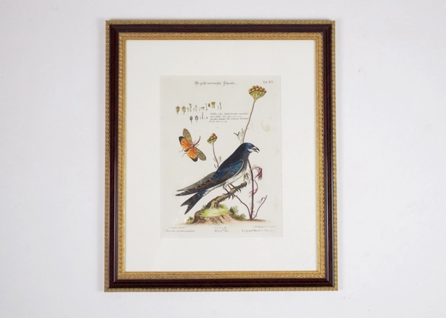 18th c. George Edwards Bird Engraving 