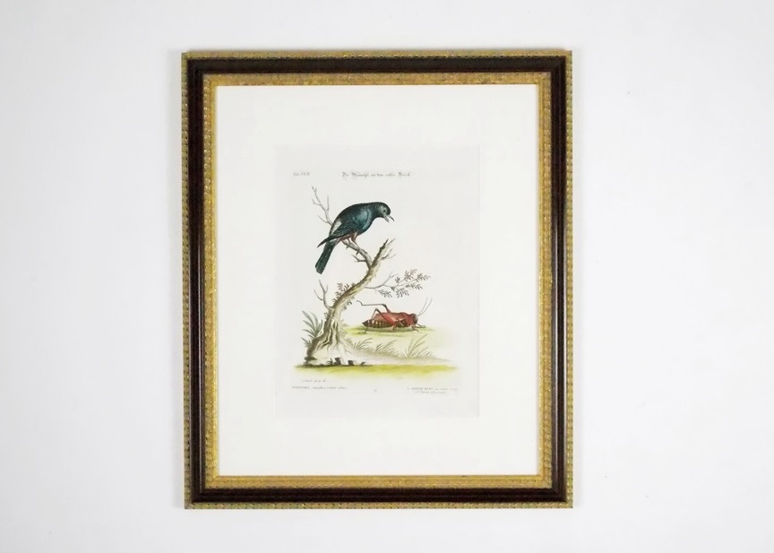 18th c. George Edwards Bird Engraving 