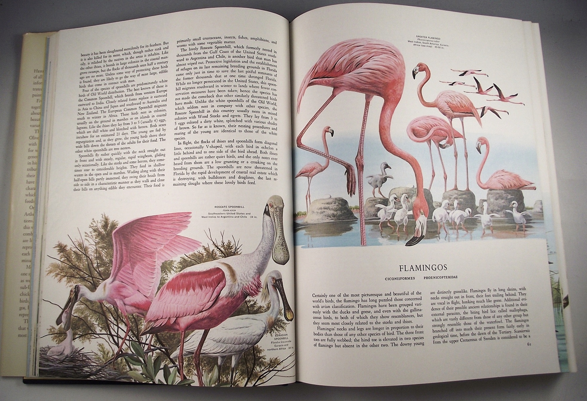 Bird reference books.