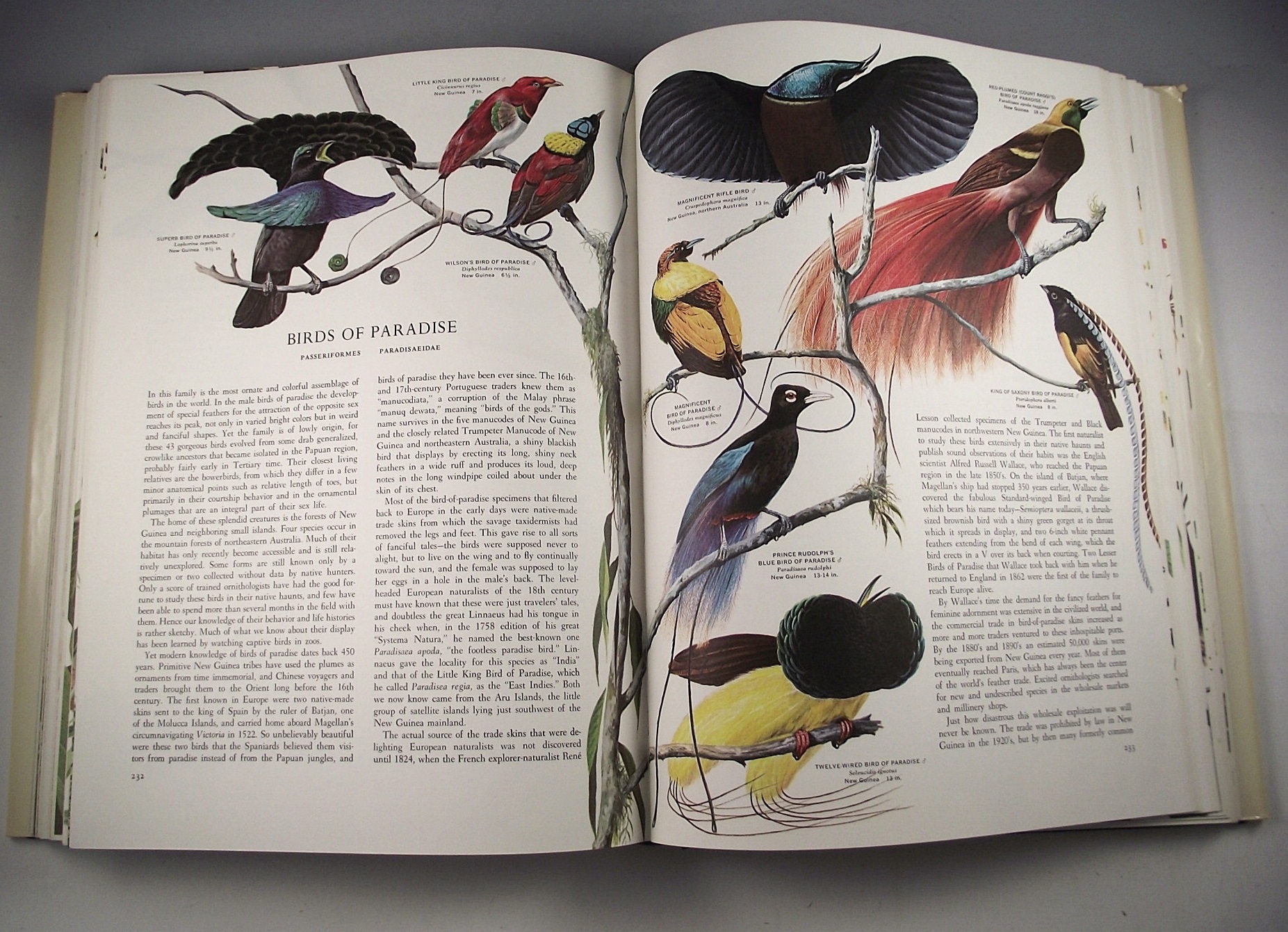 Bird reference books.