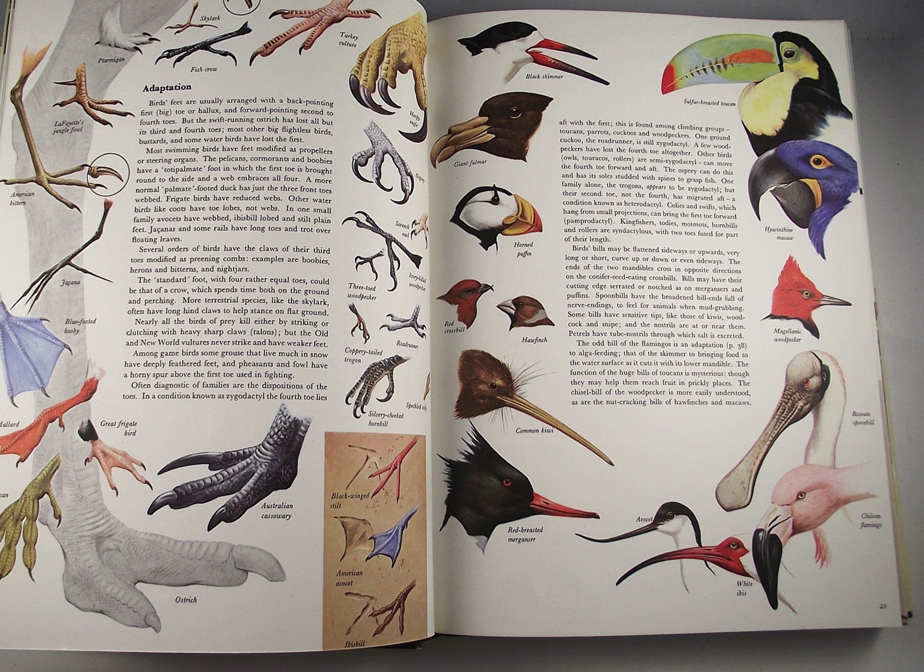 Bird reference books.