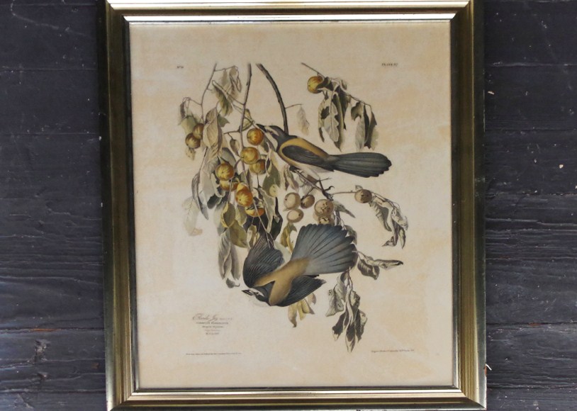 Audubon Print