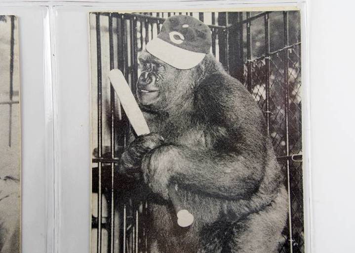 Susie the Gorilla Vintage Postcards