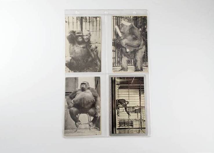 Susie the Gorilla Vintage Postcards