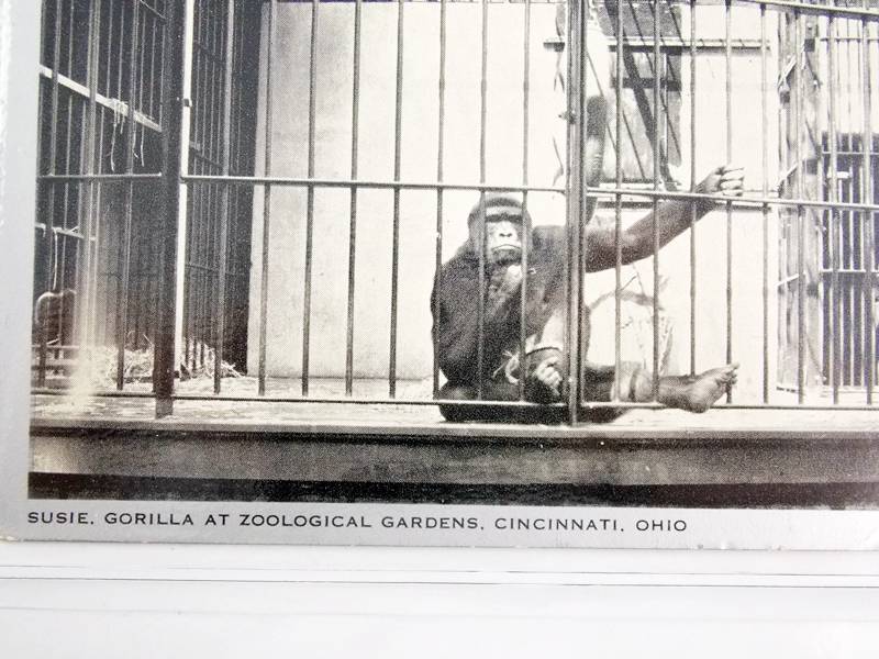 Susie the Gorilla Vintage Postcards