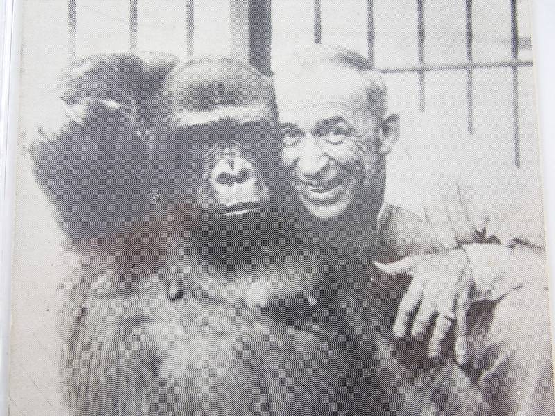 Susie the Gorilla Vintage Postcards