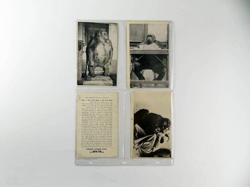 Susie the Gorilla Vintage Postcards