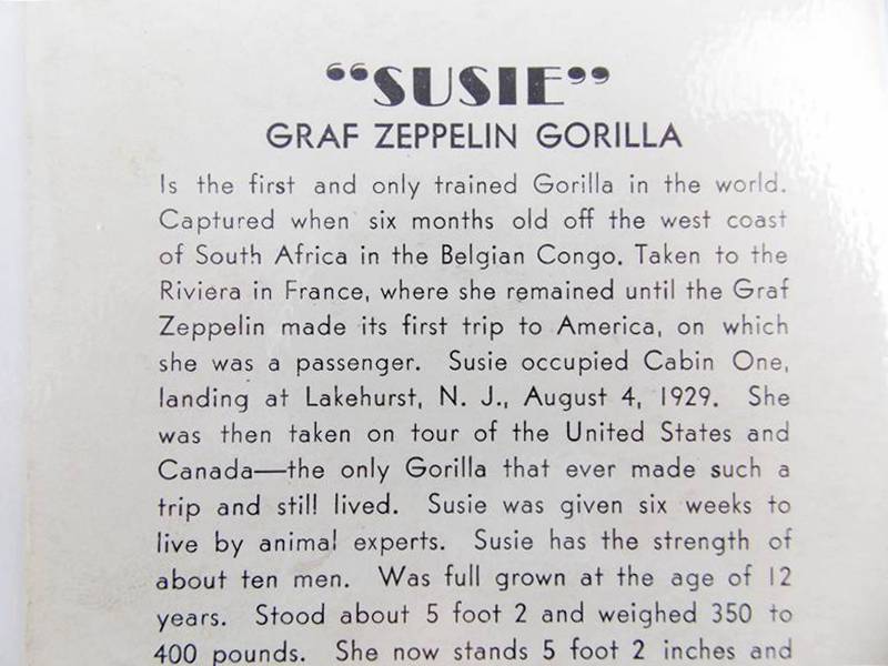 Susie the Gorilla Vintage Postcards