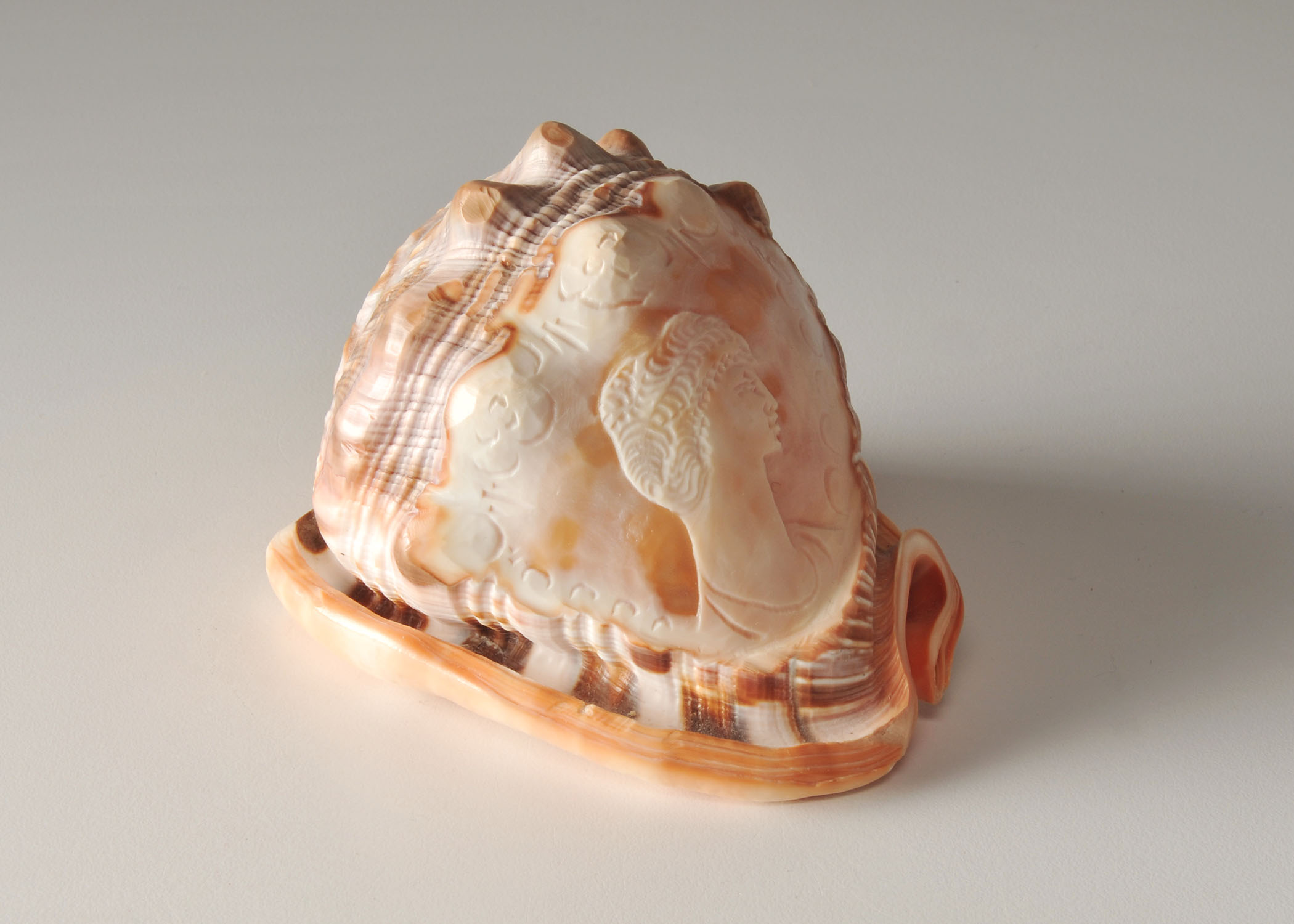 Cypraecassis Rufa shell with Cameo
