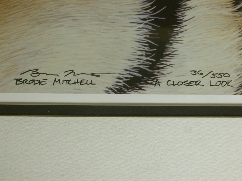 Brodie Mitchell Signed Print of Tiger