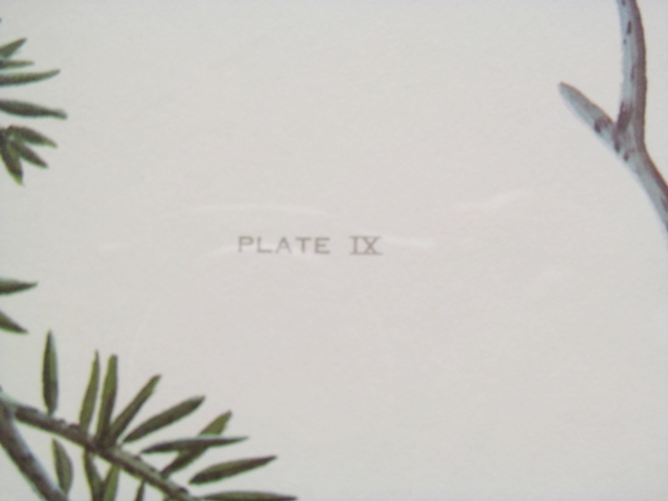 Limited Edition Print "Ruffed Grouse" by John Ruthven