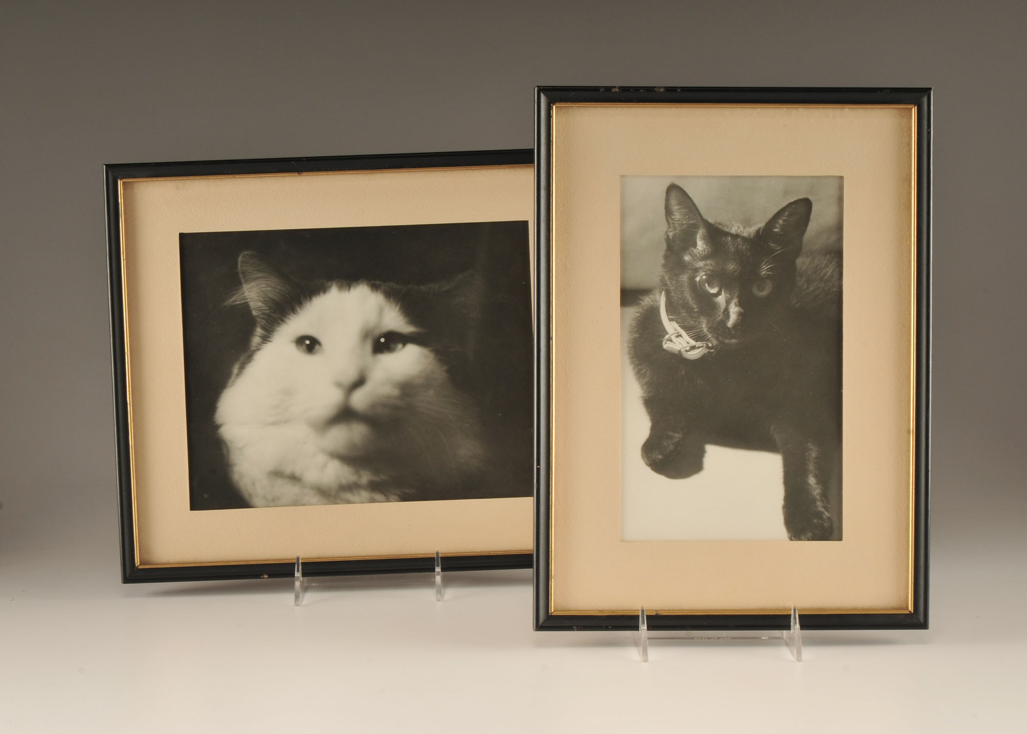 Two black and white vintage Feline photographs professionally framed 