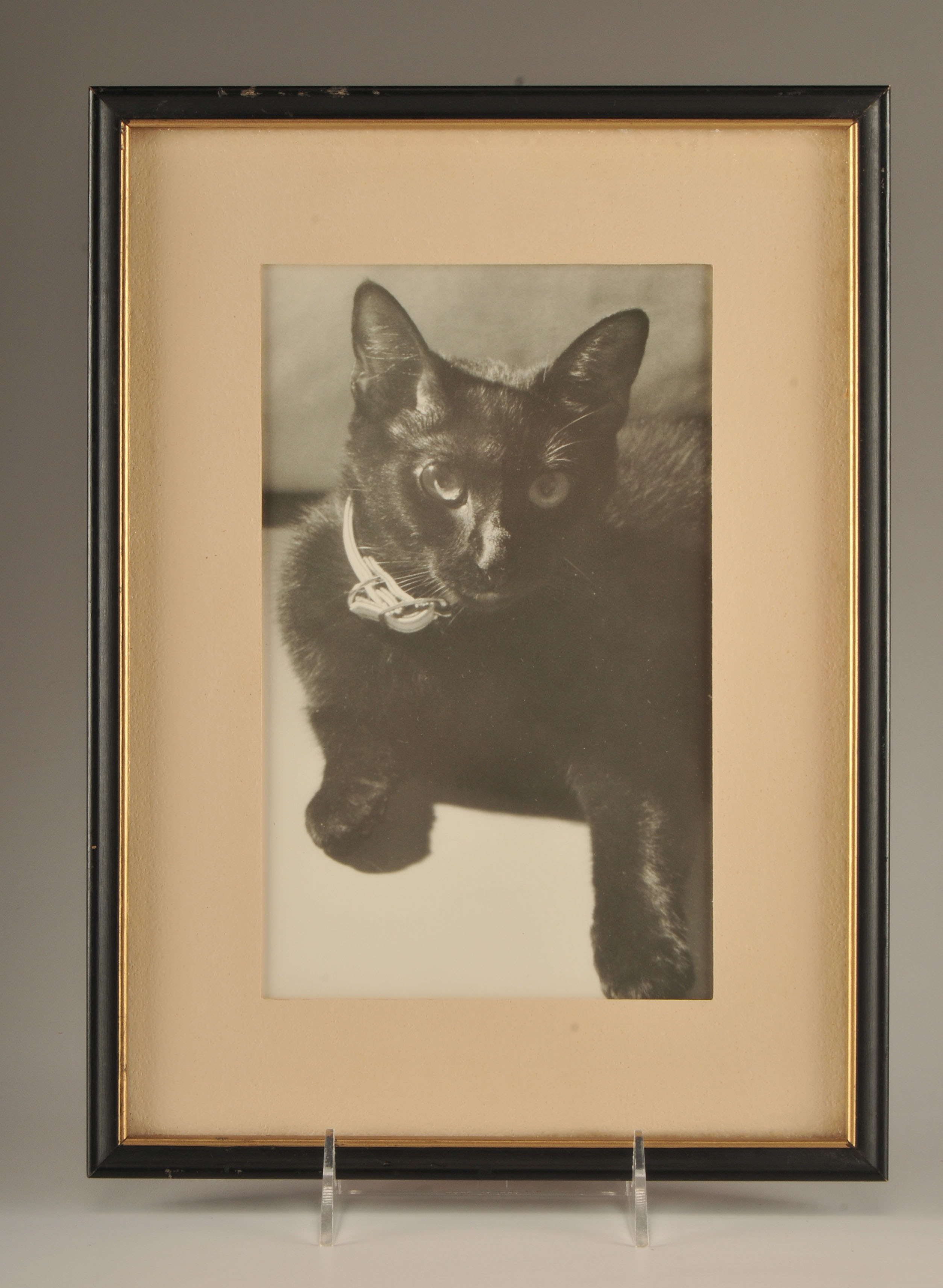 Two black and white vintage Feline photographs professionally framed 