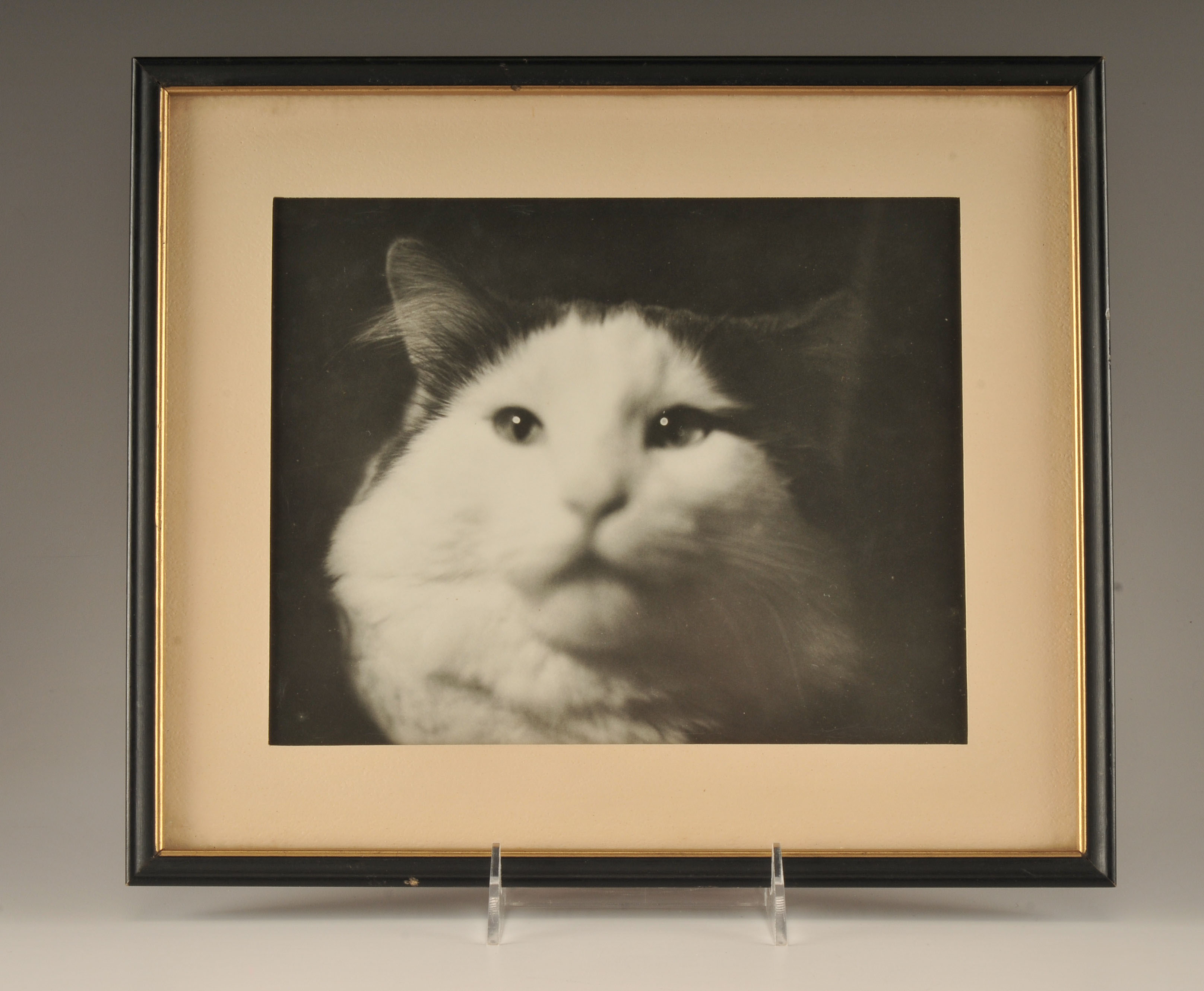 Two black and white vintage Feline photographs professionally framed 