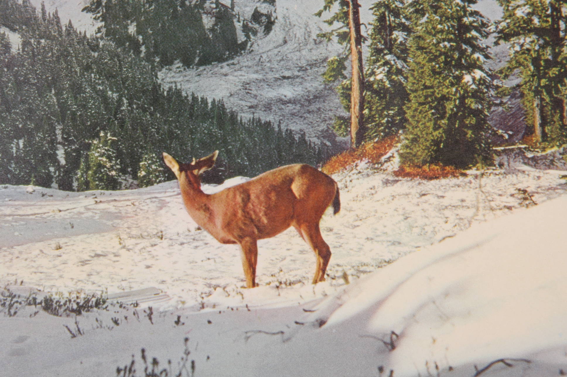 Grouping of Three Posters