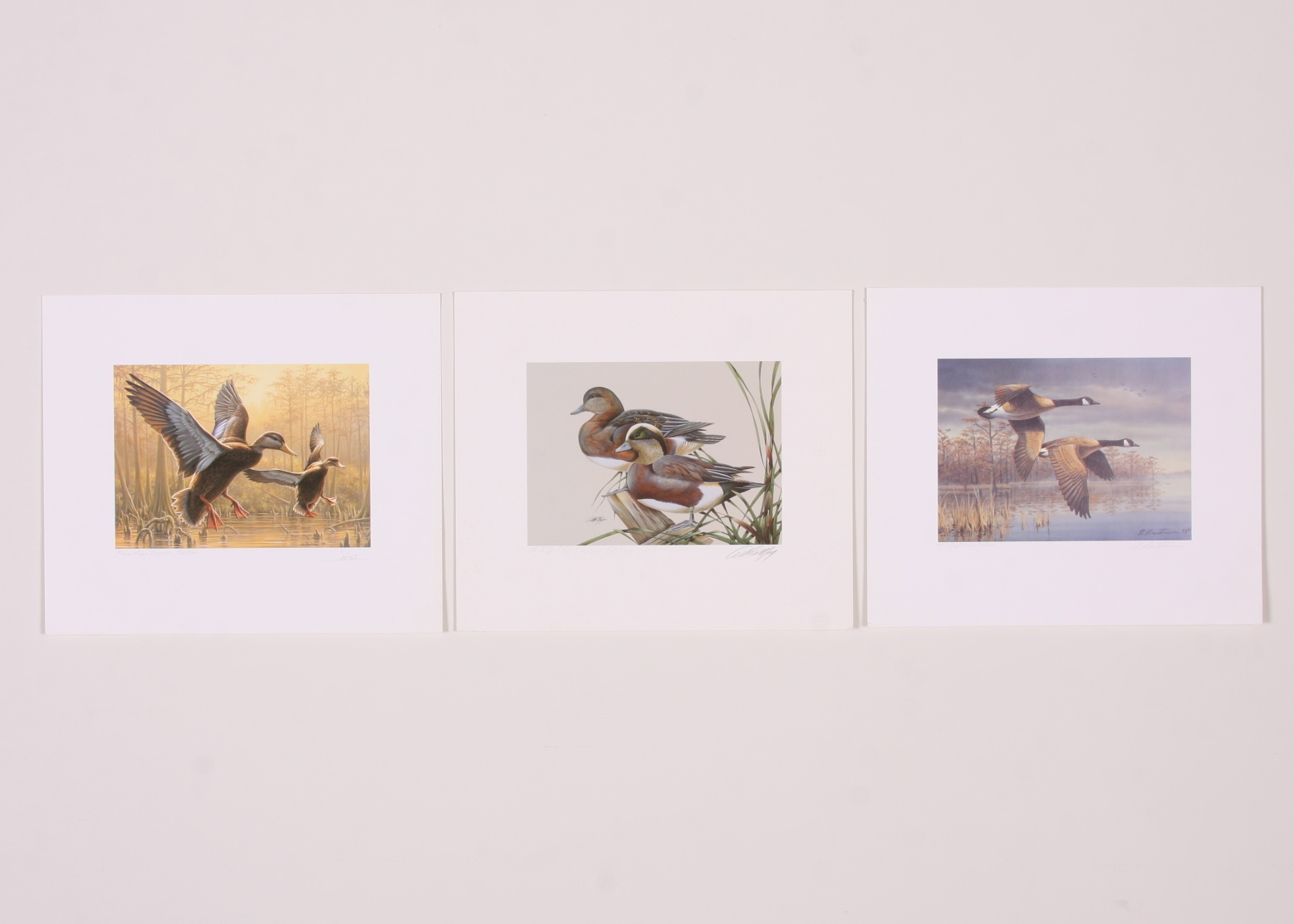 Portfolio of Wildlife Prints