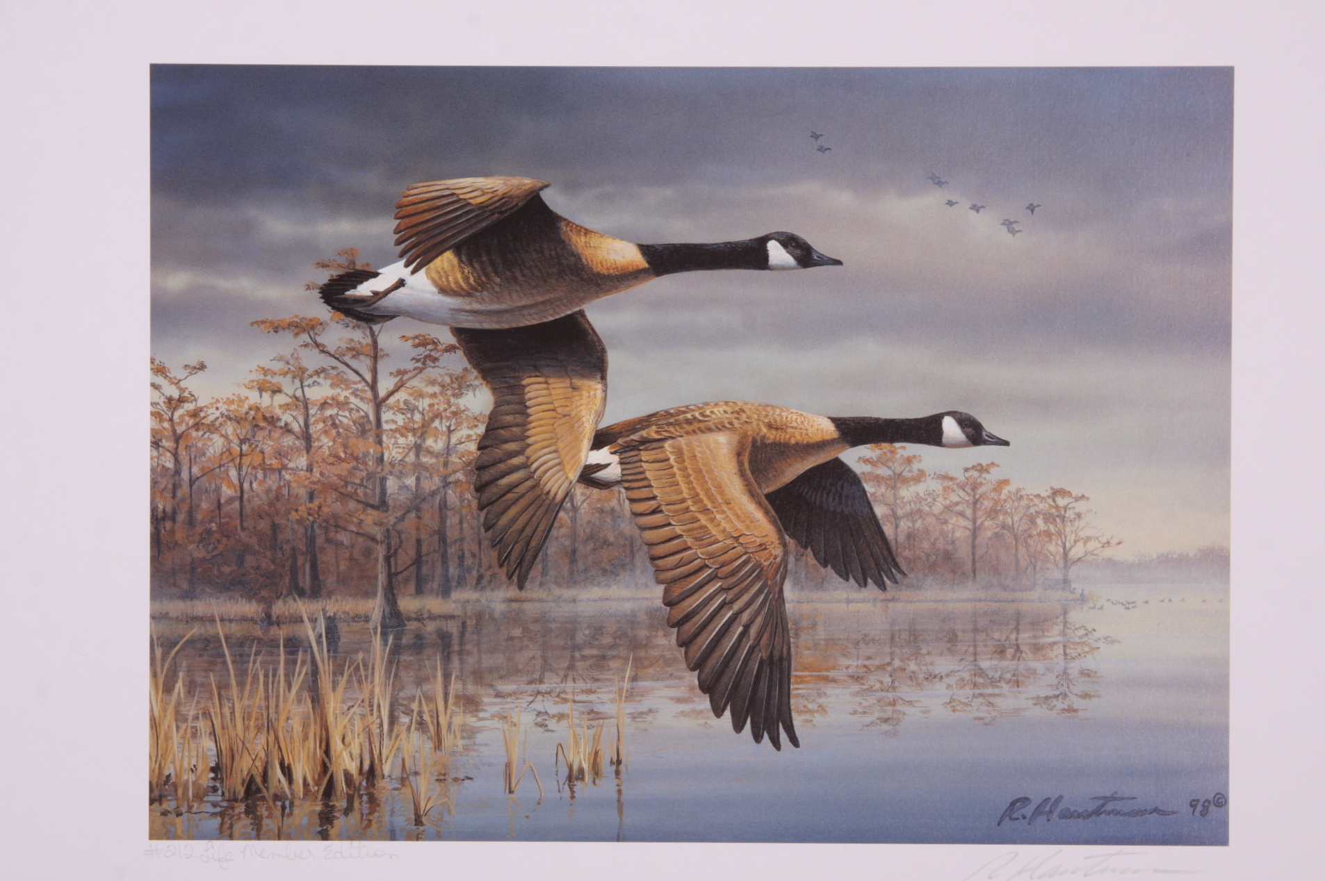 Portfolio of Wildlife Prints