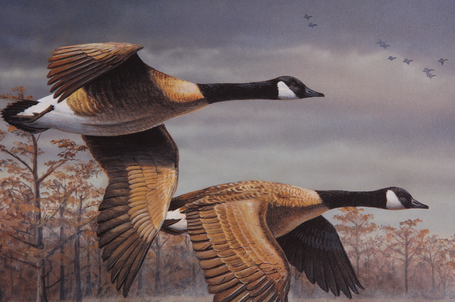 Portfolio of Wildlife Prints