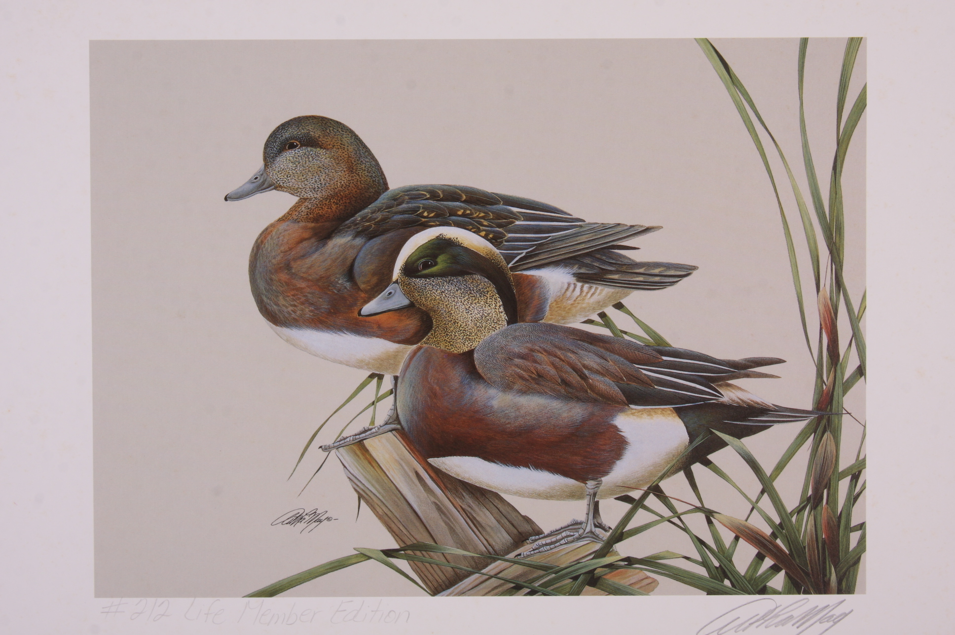 Portfolio of Wildlife Prints