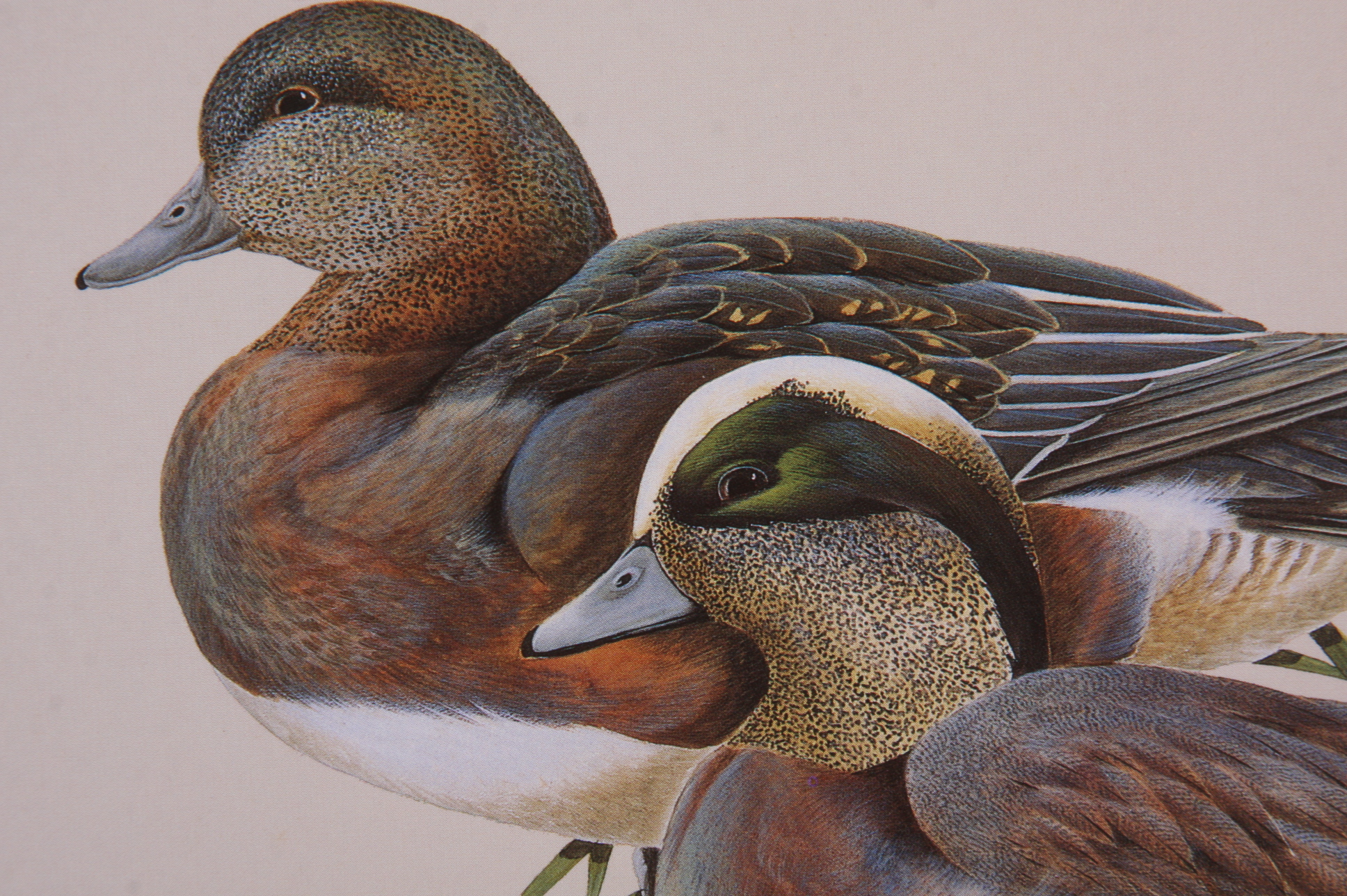 Portfolio of Wildlife Prints