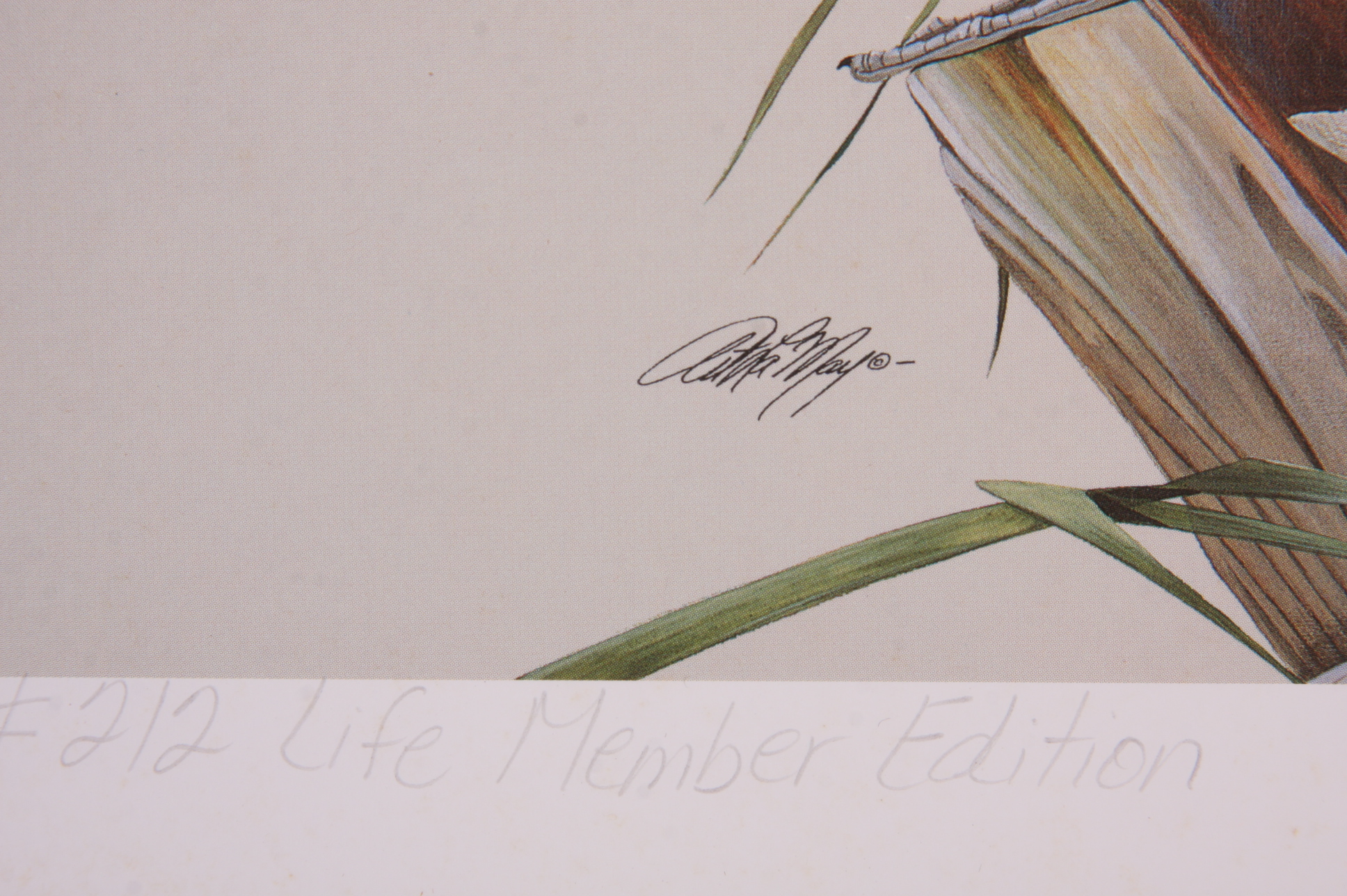 Portfolio of Wildlife Prints