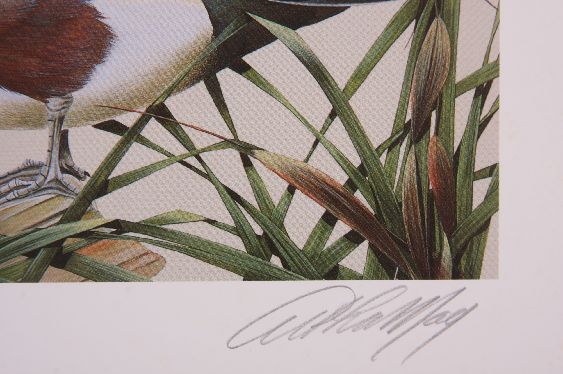 Portfolio of Wildlife Prints