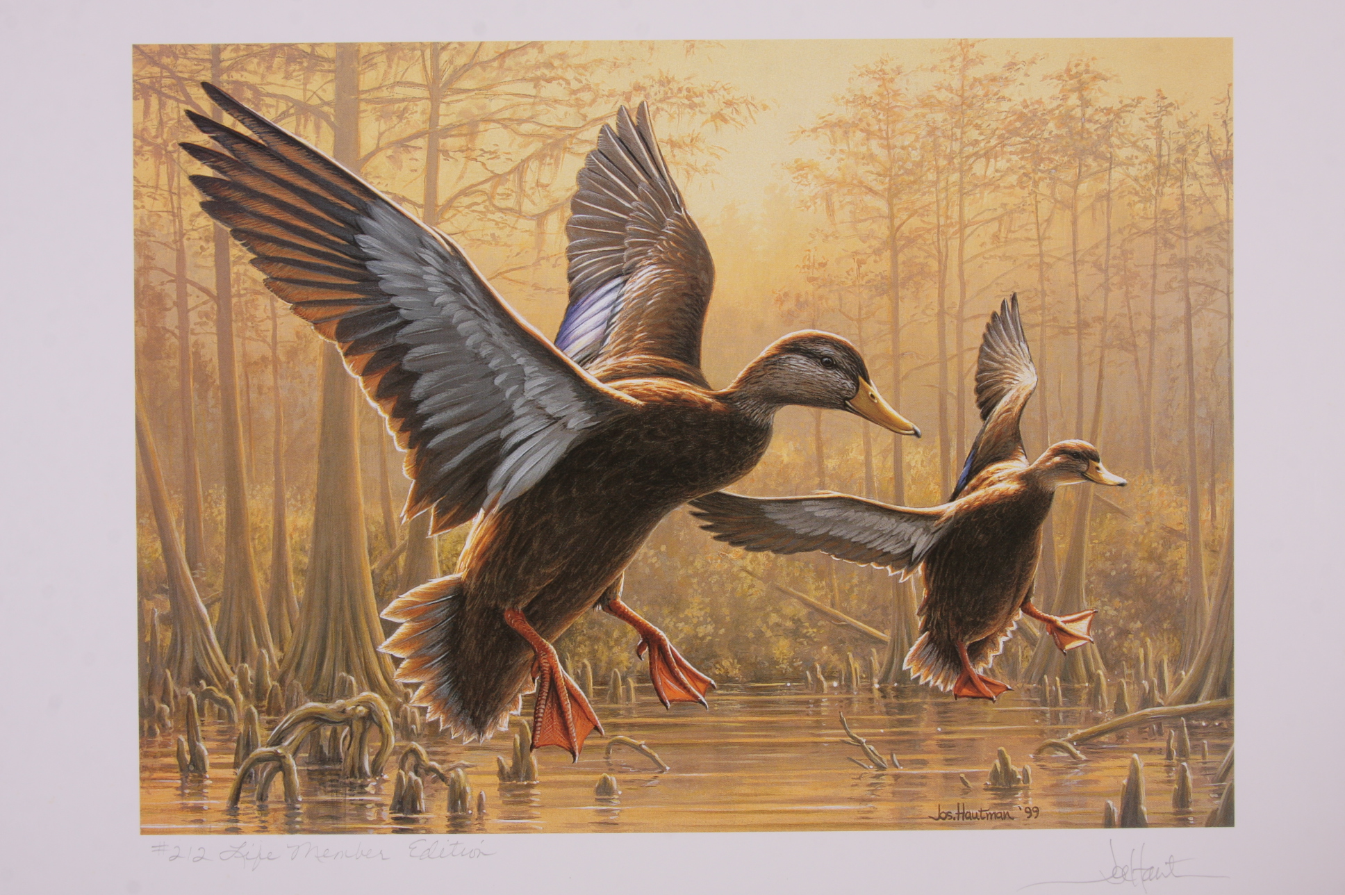 Portfolio of Wildlife Prints