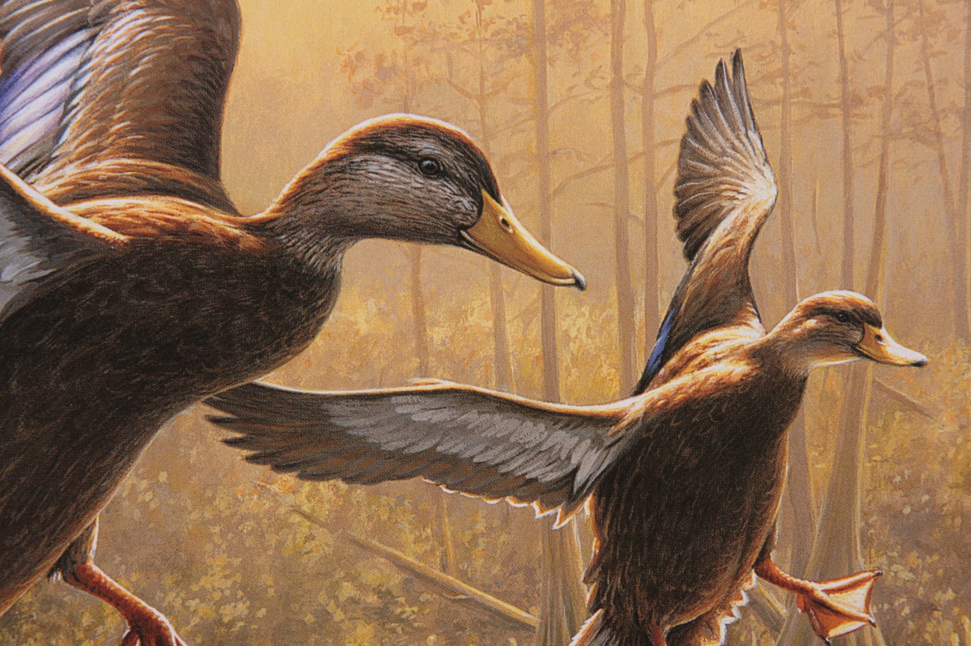 Portfolio of Wildlife Prints