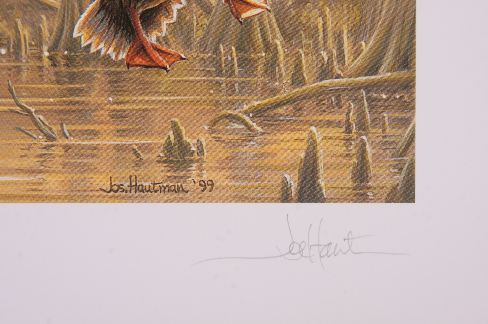 Portfolio of Wildlife Prints