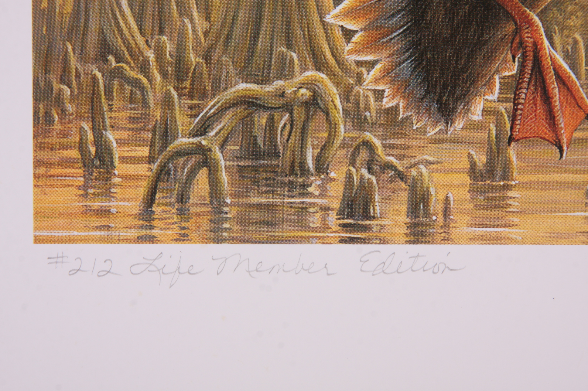 Portfolio of Wildlife Prints