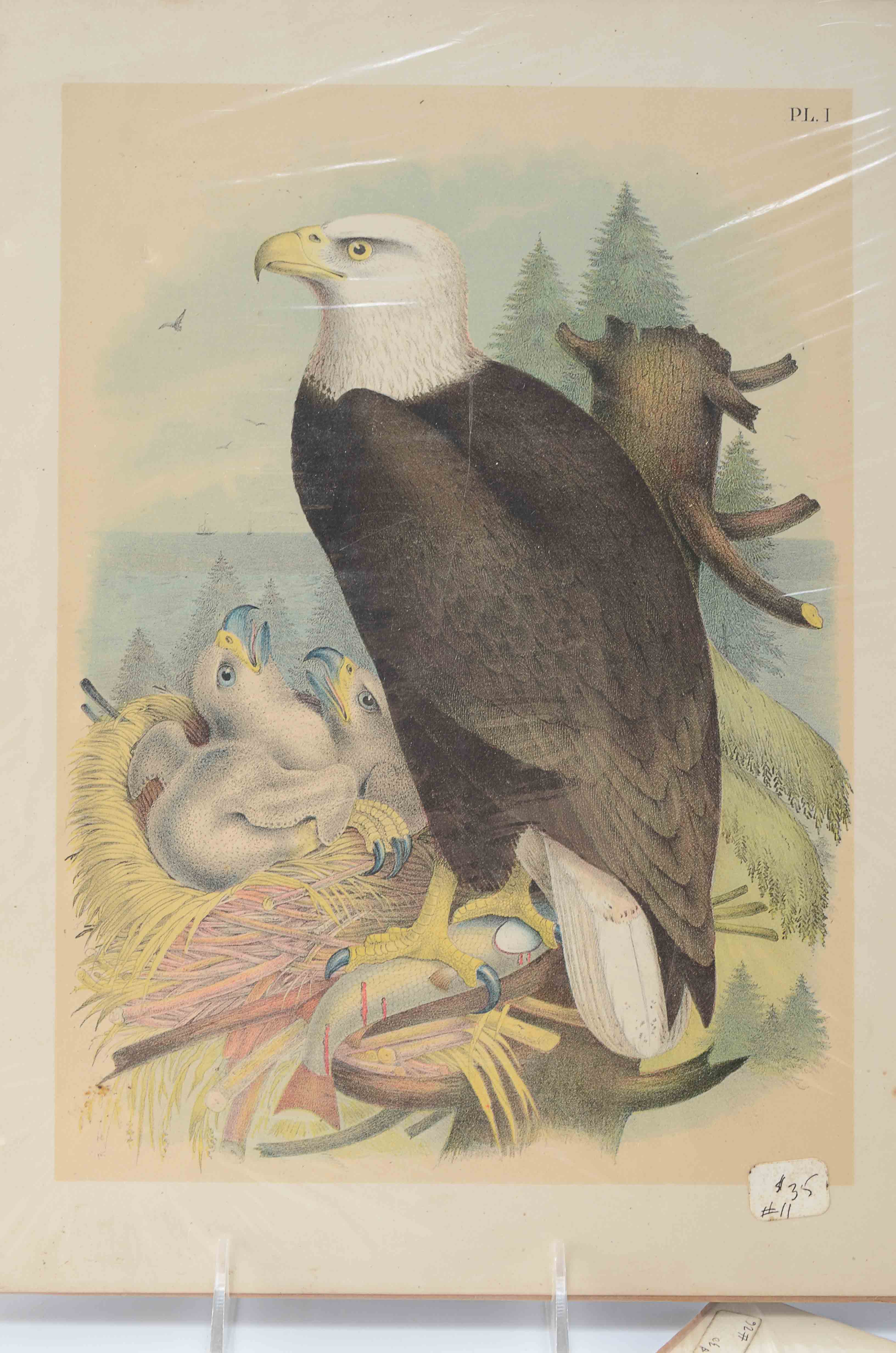 Lot of Three Ornithological Prints